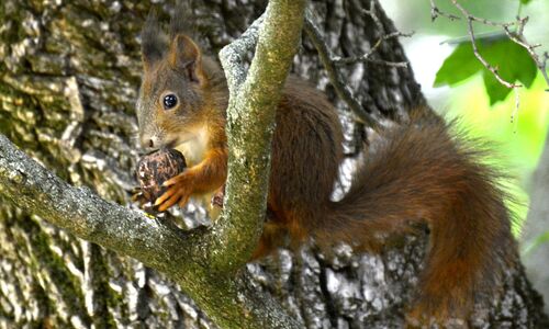 Mint a mókus fenn a fán - GreenWalks kirándulás 2026.04.26.