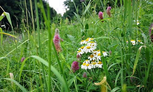 Tündéri Zugliget - GreenWalks kirándulás 2026.05.24.
