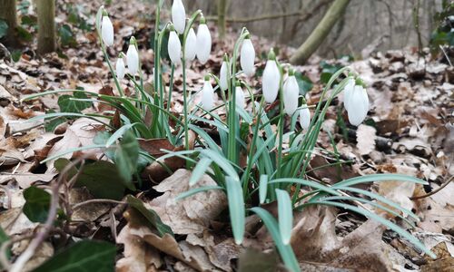 A Fehér Barátok nyomában - GreenWalks Budapest kirándulás 2026.02.22.