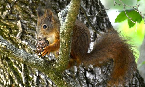 Mint a mókus fenn a fán - GreenWalks kirándulás 2026.04.26.