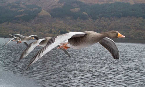 Márton-napi Libasor, GreenWalks kirándulás 2025.11.09.