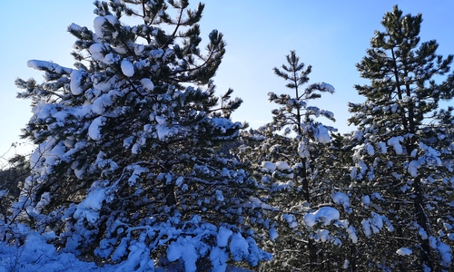 Újévi Osonás 2026.01.04. - GreenWalks kirándulás